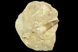 Fossil Plesiosaur (Zarafasaura) Tooth - Morocco #127463-1